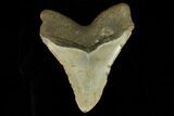 Fossil Megalodon Tooth - North Carolina #124973-2